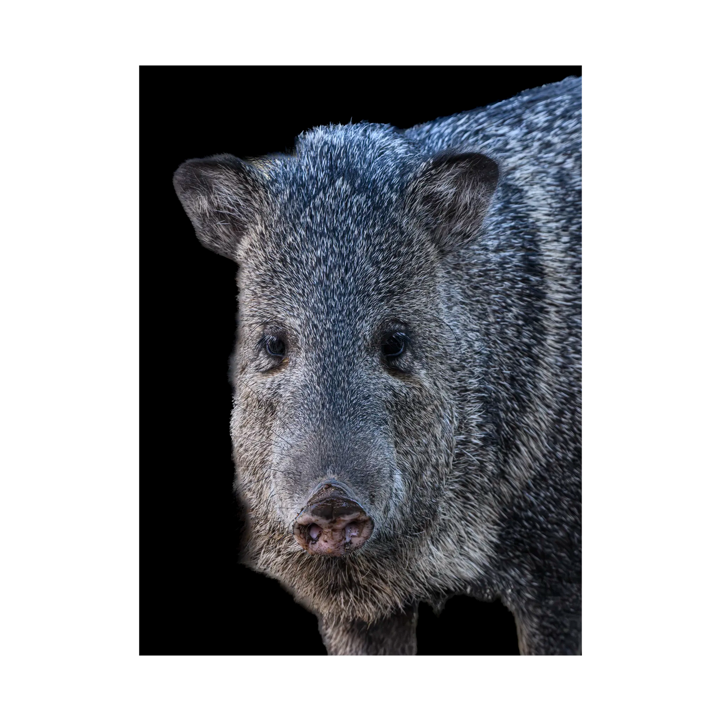 Javelina Close-up By Susan Hershey