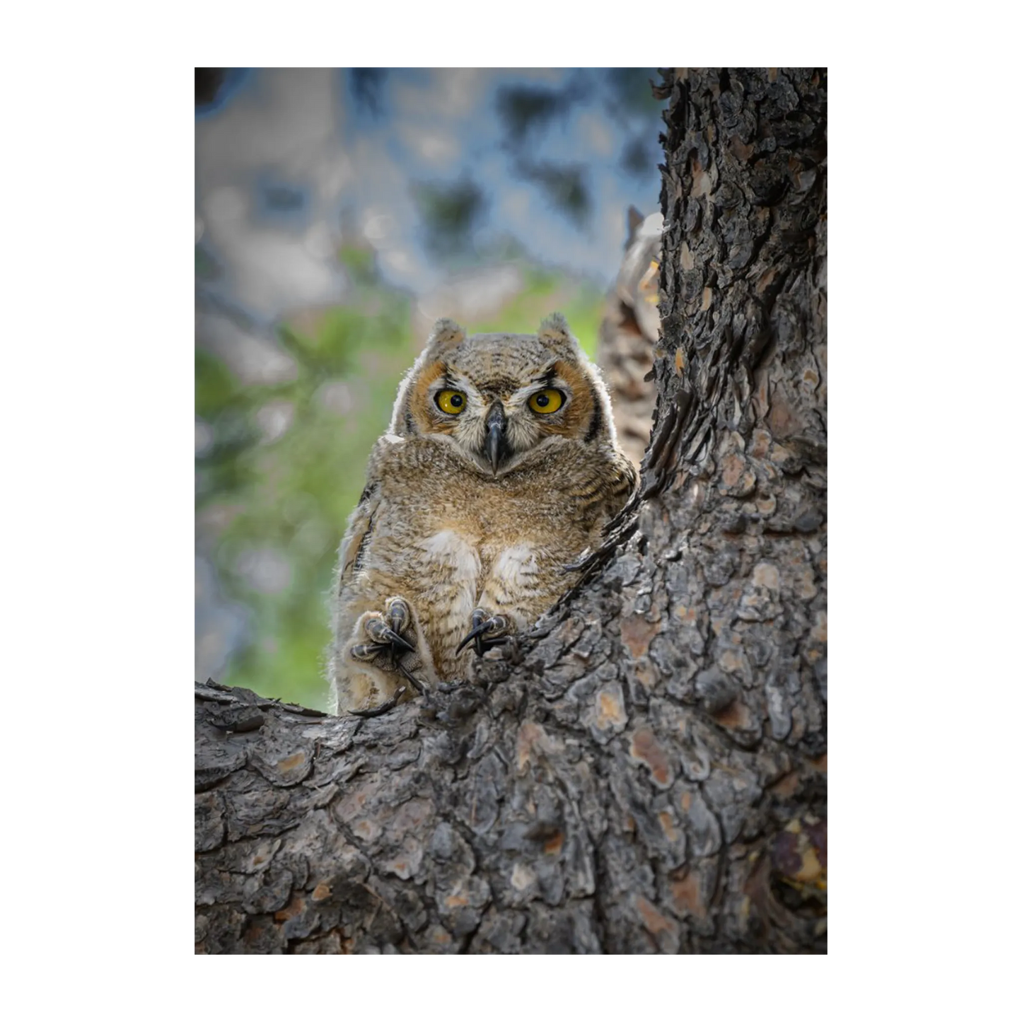 Great Horned Owlet By Susan Hershey