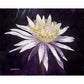 Night Blooming Cereus 3- Canvas