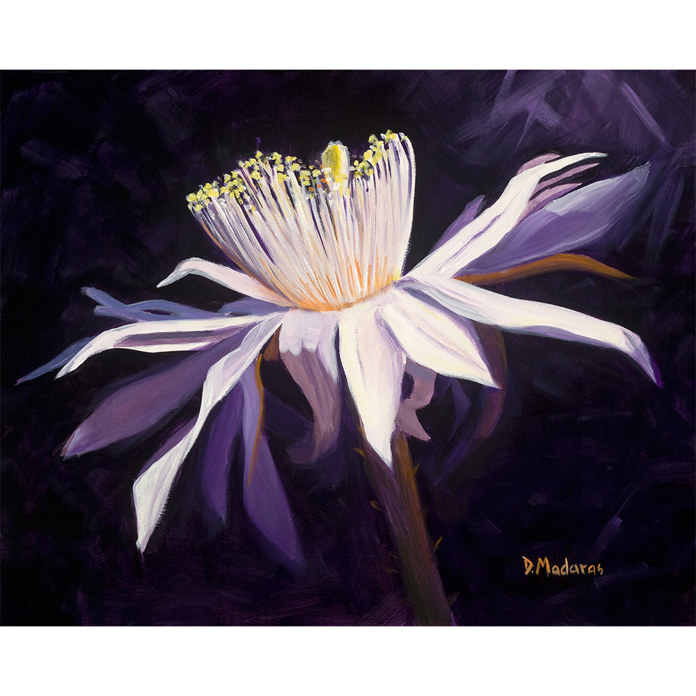 Night Blooming Cereus 2- Canvas