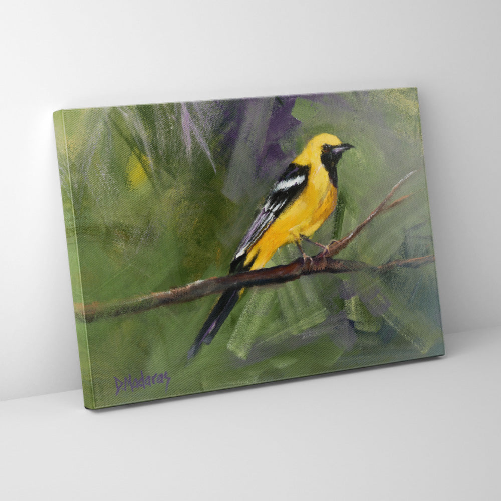 Oriole- Canvas