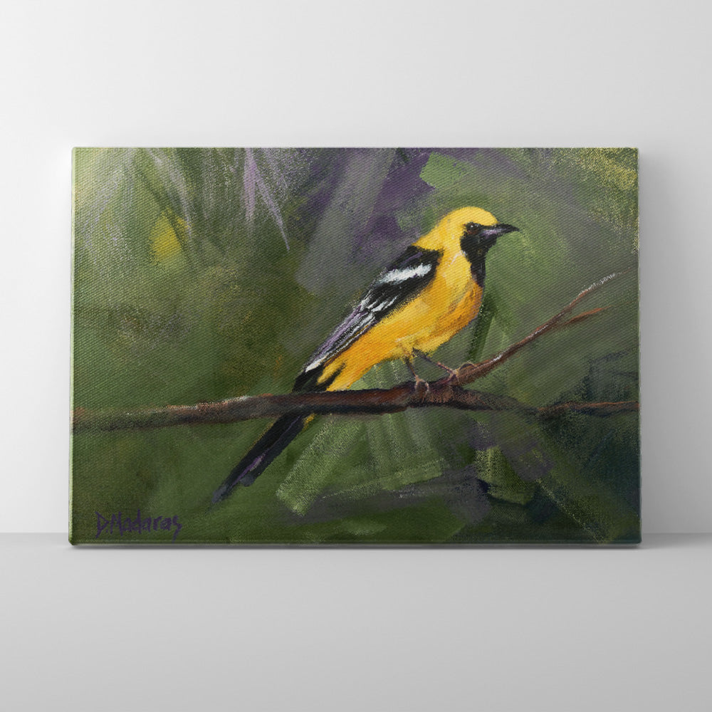 Oriole- Canvas