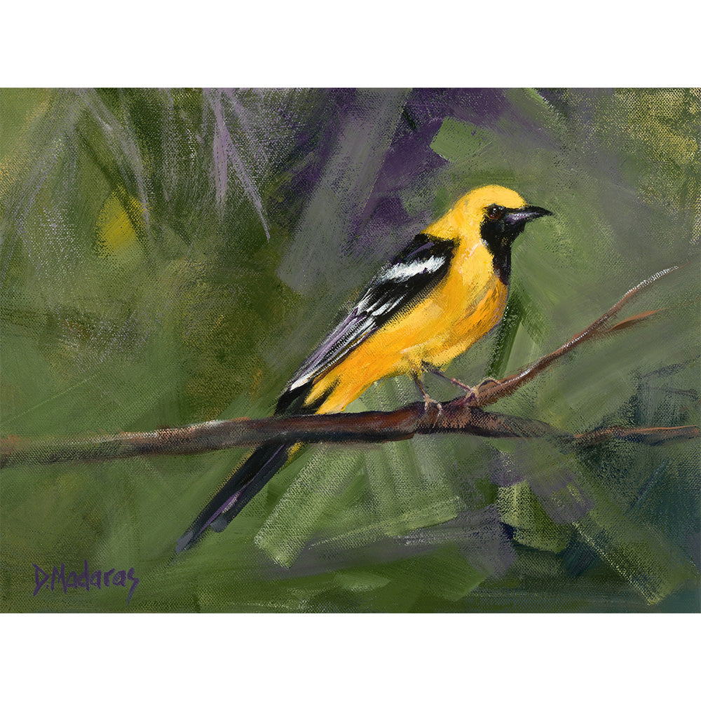 Oriole- Canvas