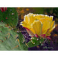 Prickly Pear Bloom - Matted Print