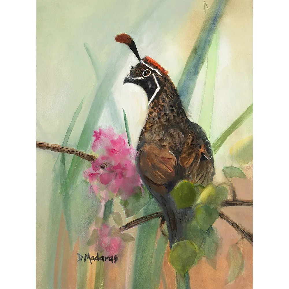 Dreamy Quail- Matted Print