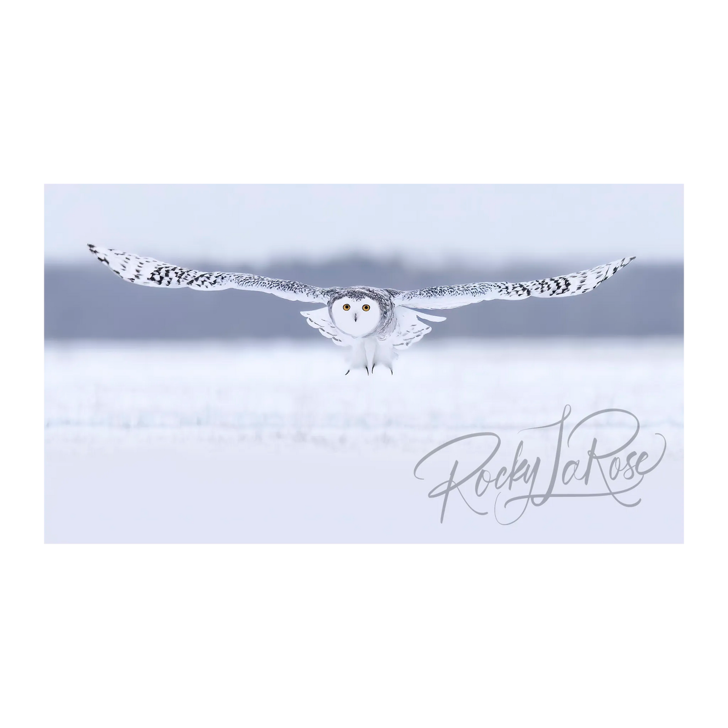 Snowy Owl by Rocky LaRose