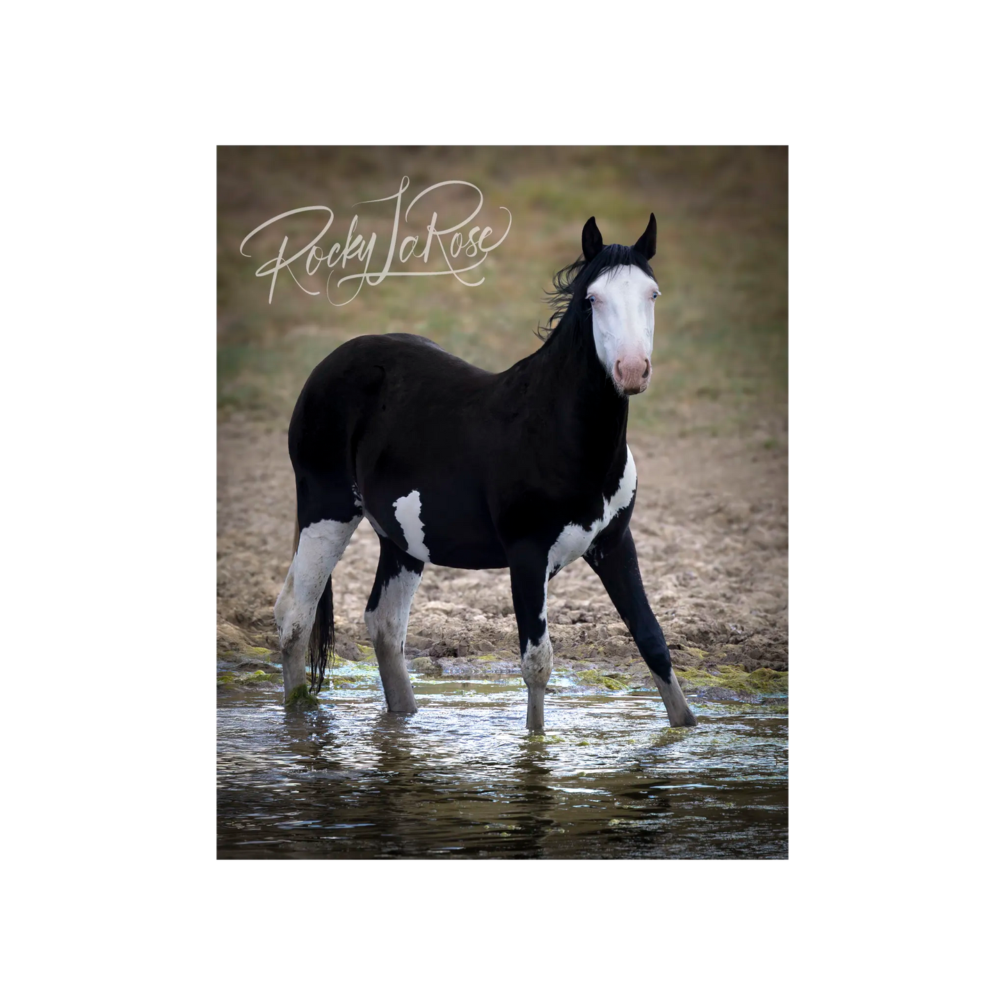 Avalon by Rocky LaRose - Canvas Giclee