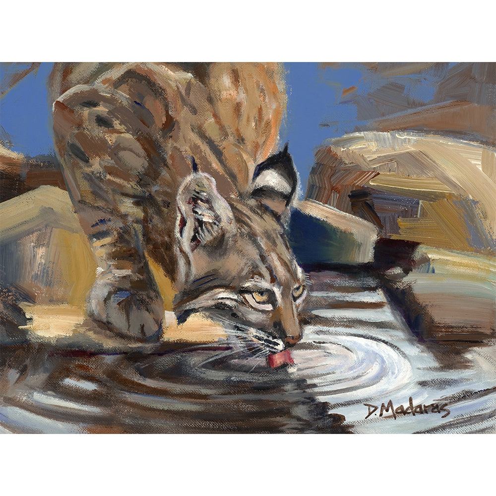 Bobcat at the Pool- Canvas