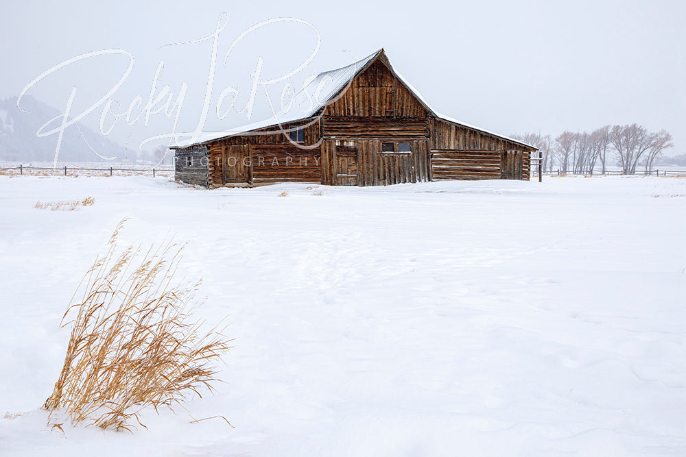 Winter Winds by Rocky LaRose