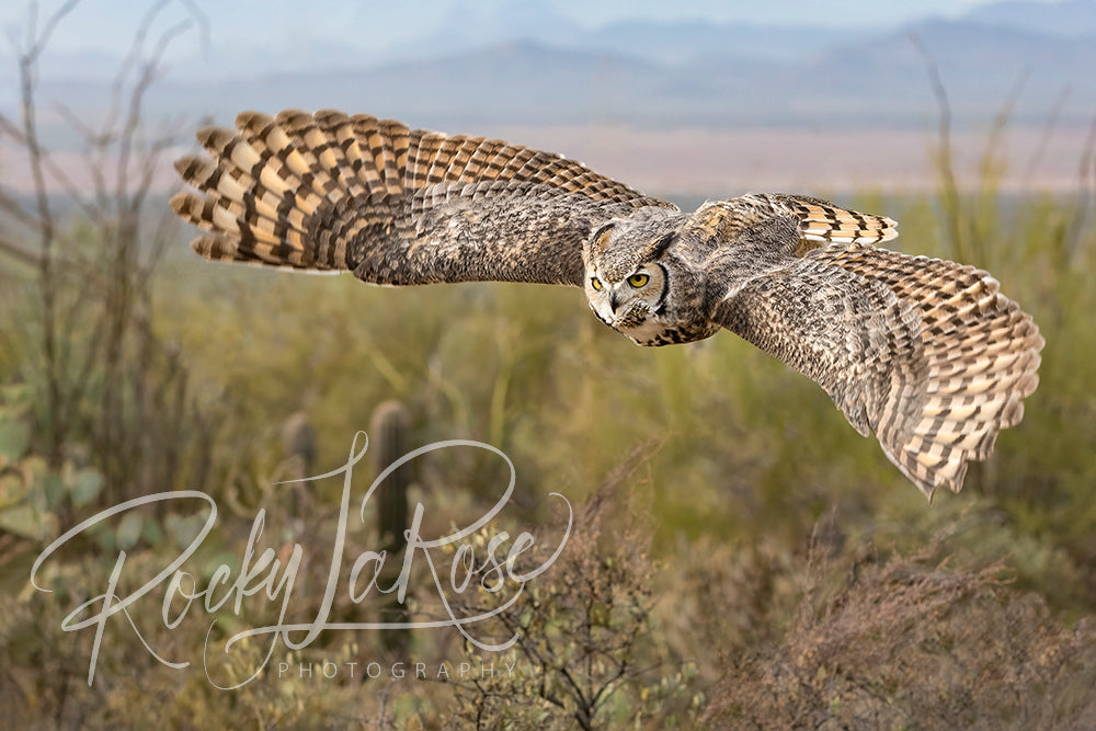 Desert Wingspan by Rocky LaRose