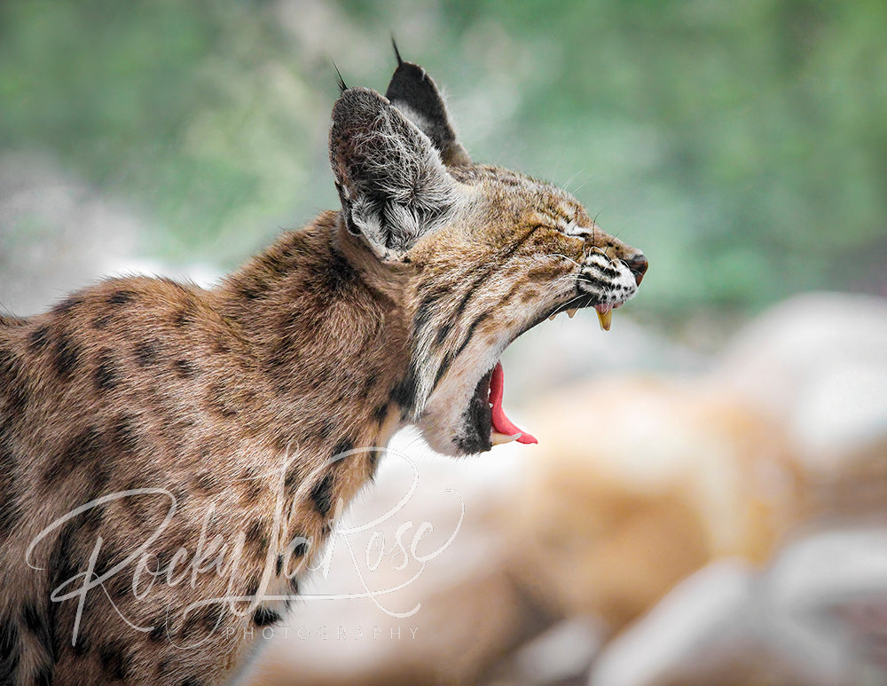 Sonoran Siesta by Rocky LaRose