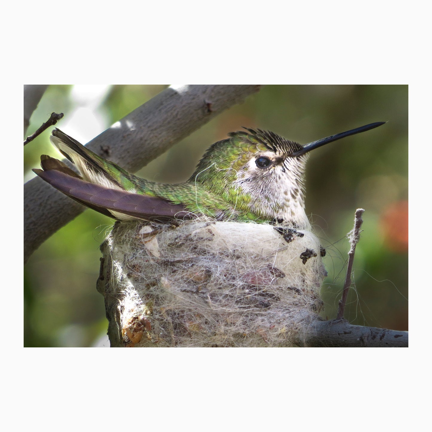 Nesting Hummer By Brian Hooker