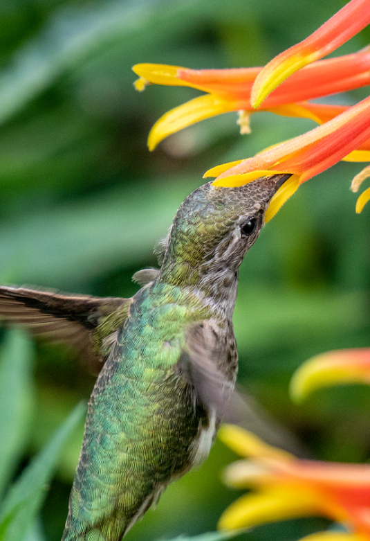 Feeding Hummer By Brian Hooker