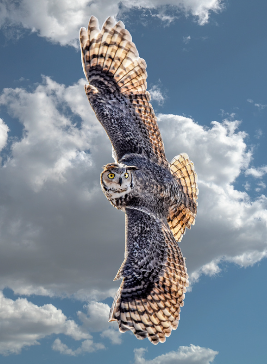 Great Horned Owl Hunting by Brian Hooker