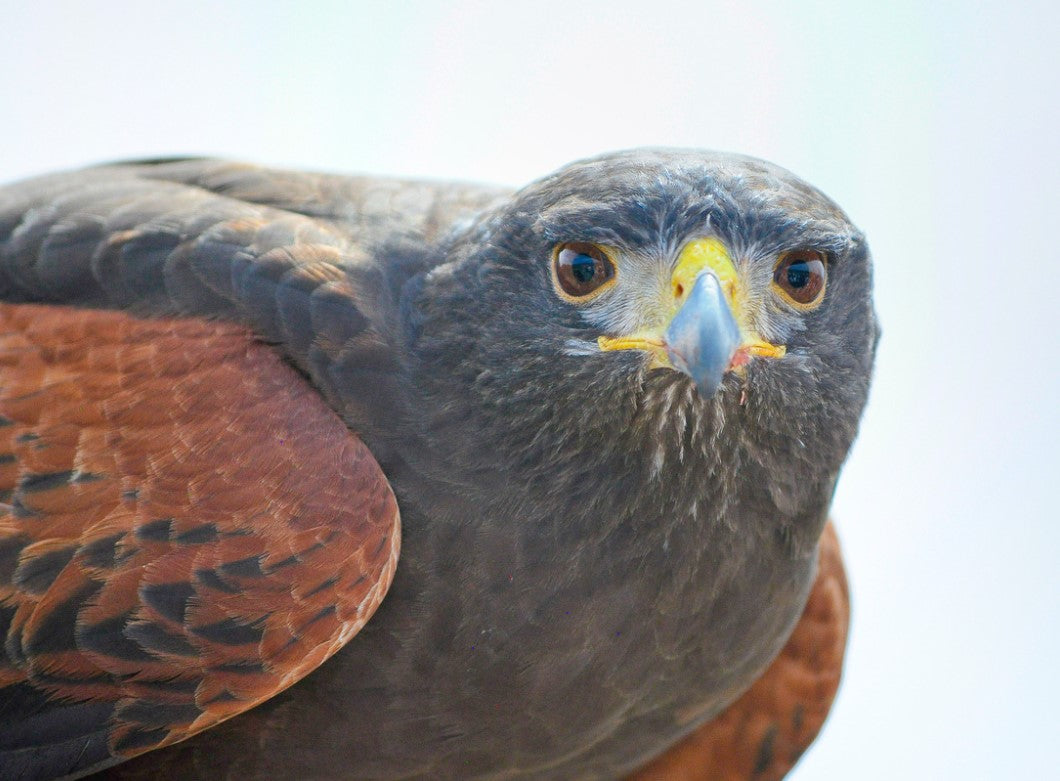 Portrait of a Hawk- By Brian Hooker