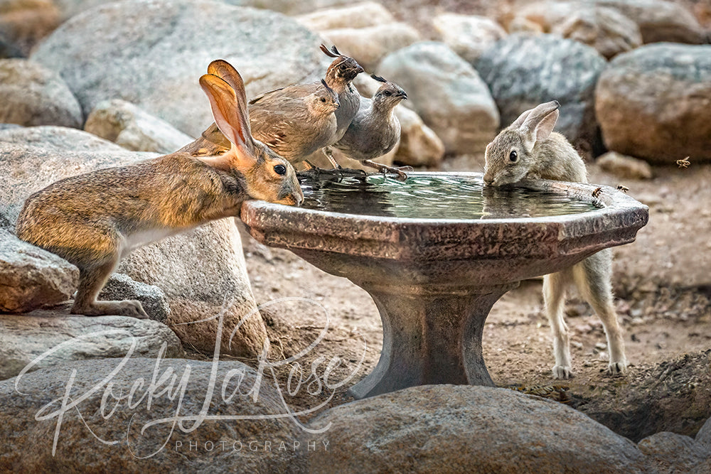Happy Hour by Rocky LaRose - Canvas Giclee