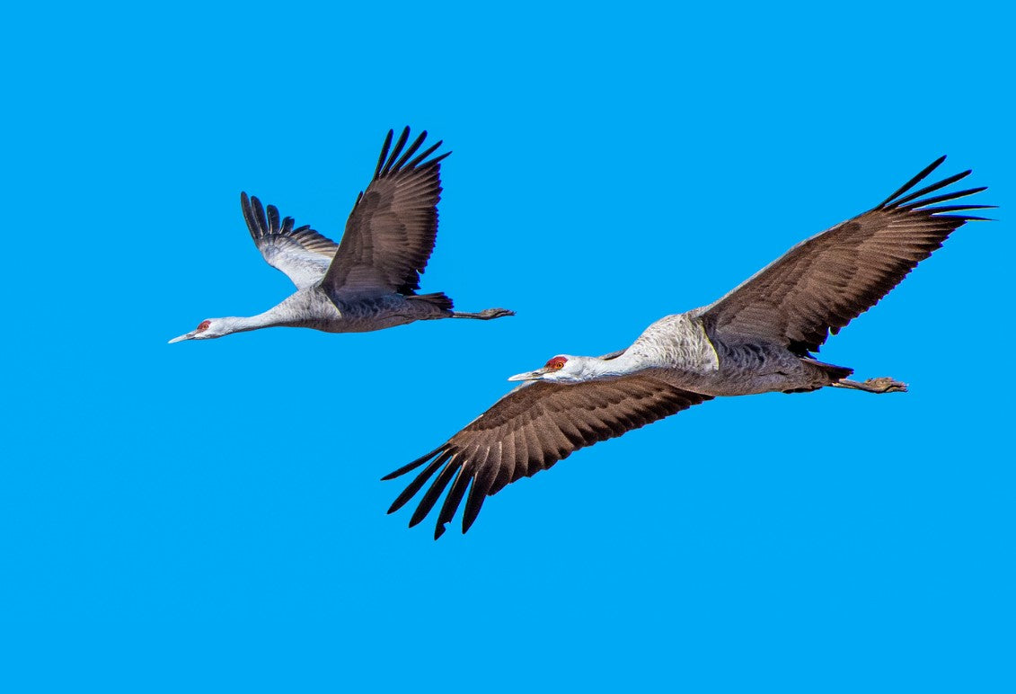 Sand Hill Cranes By Brian Hooker