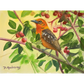 Arizona Tanager - Canvas