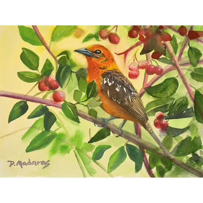 Arizona Tanager - Canvas