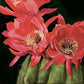 Barrel Cactus Bloom by Erynn Knowles