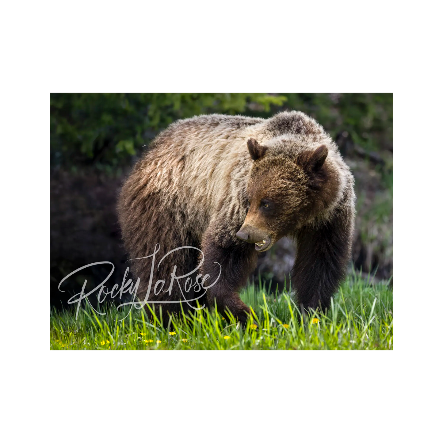 Indoor Aluminum -  Beartooth Bear by Rocky LaRose