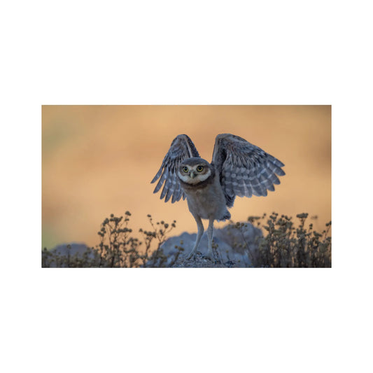 Burrowing Owlet By Susan Hershey