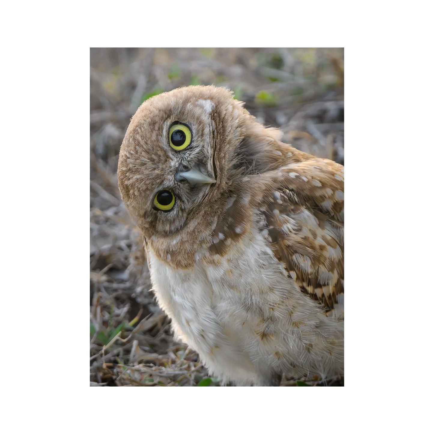 Burrowing Owlet Sideways By Susan Hershey