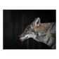 No Frame