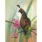 Dreamy Quail- Canvas
