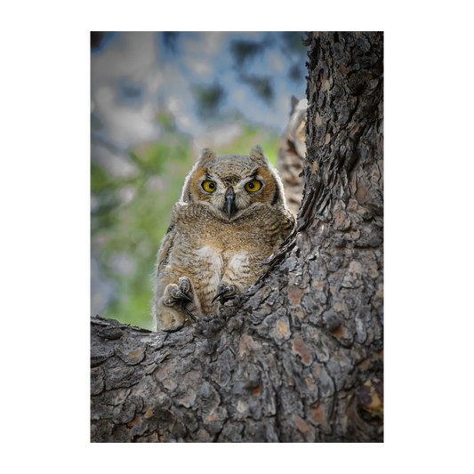 Great Horned Owlet By Susan Hershey