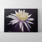 Night Blooming Cereus 3- Canvas