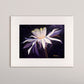 Night Blooming Cereus 2- Matted Print