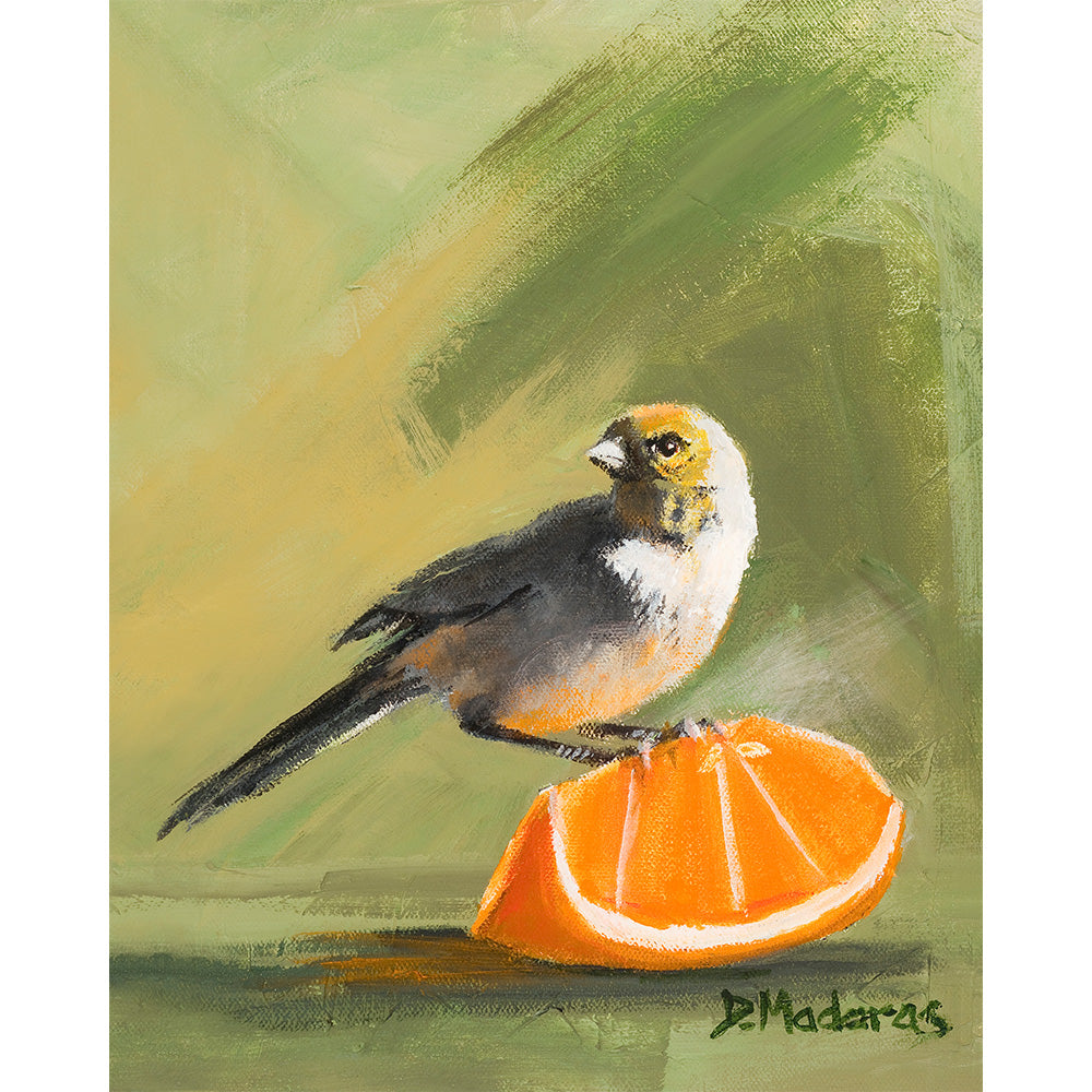Orange Finch- Canvas