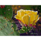 Prickly Pear Bloom- Canvas