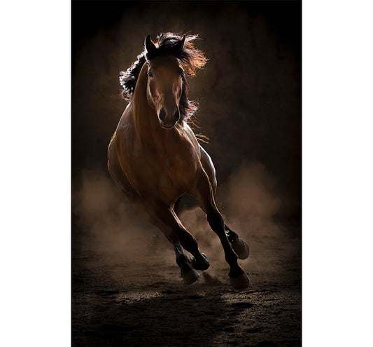Shadow Dancer by Rocky LaRose