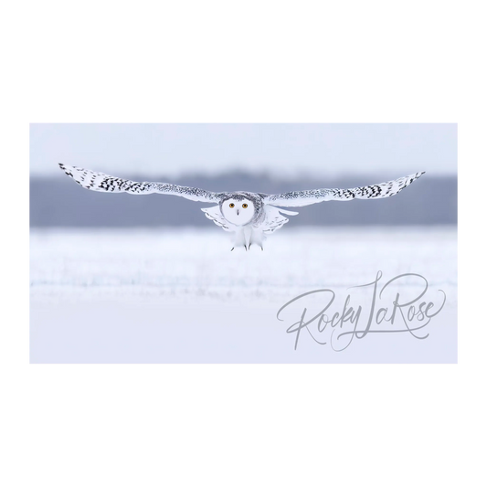 Snowy Owl by Rocky LaRose