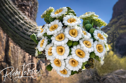 Sonoran Bouquet by Rocky LaRose - Canvas Giclee