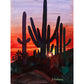 Sunset at Dove Mountain- Canvas