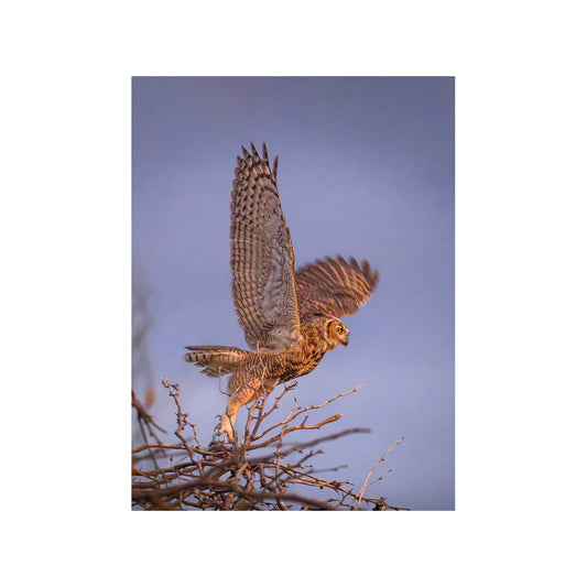 Take Off By Susan Hershey