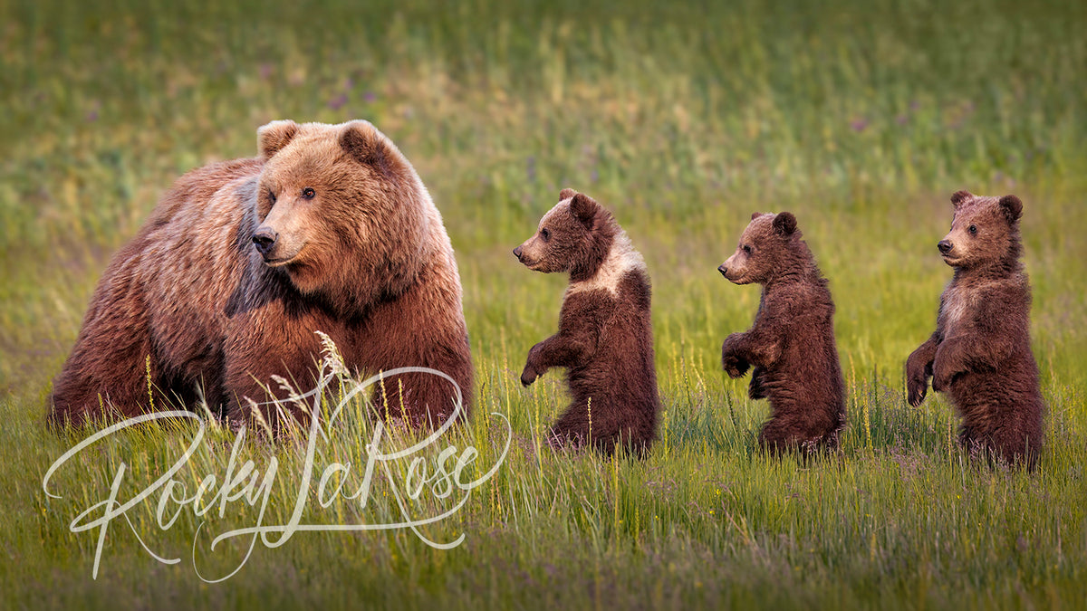 Triple Take by Rocky LaRose - Canvas Giclee