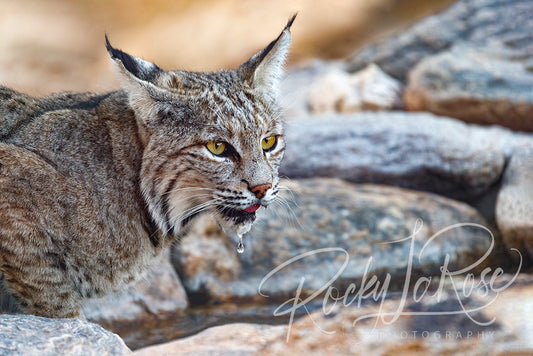 Desert Thirst by Rocky LaRose