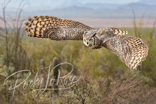Desert Wingspan by Rocky La Rose