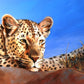 African Queen- Matted Print