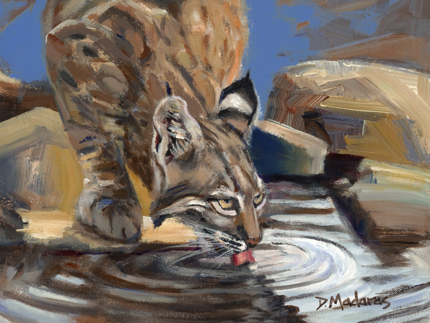 Bobcat at the Pool-Box of 18 Cards