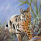 Bobcat in the Backyard- Matted Print