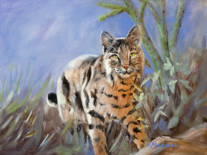 Bobcat in the Backyard- Matted Print