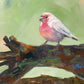 House Finch- Matted Print