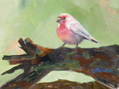 House Finch- Matted Print