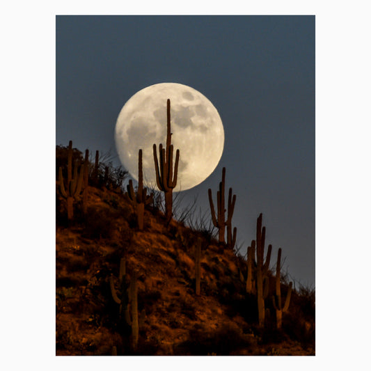 Moonrise Behind Saguaro By Brian Hooker