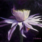 Night Blooming Cereus 1- Matted Print